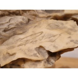 Mill Creek Studios Six Paws