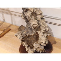 Mill Creek Studios Six Paws