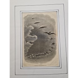 Lot gravures J.-J. Grandville