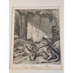 Lot de 3 gravures J. E. Ridinger